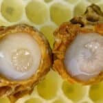 غذاء ملكات النحل 100 جرام