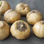 عشبة الماكا 25 جرام